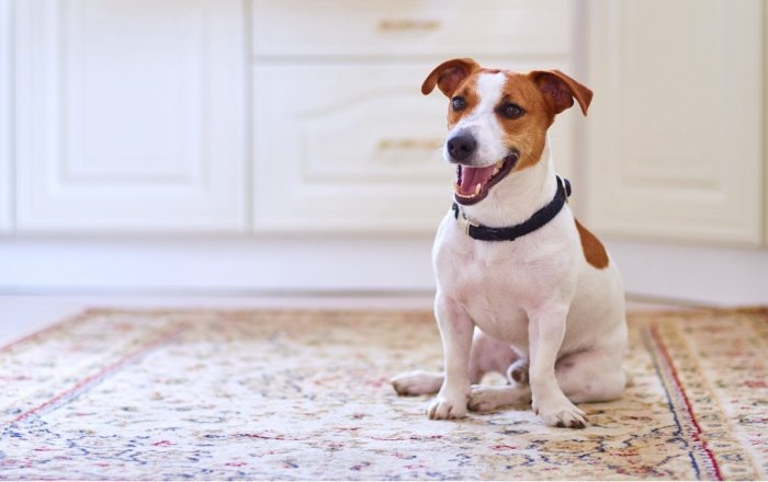 Как удалить пятна мочи домашних животных с ковра?